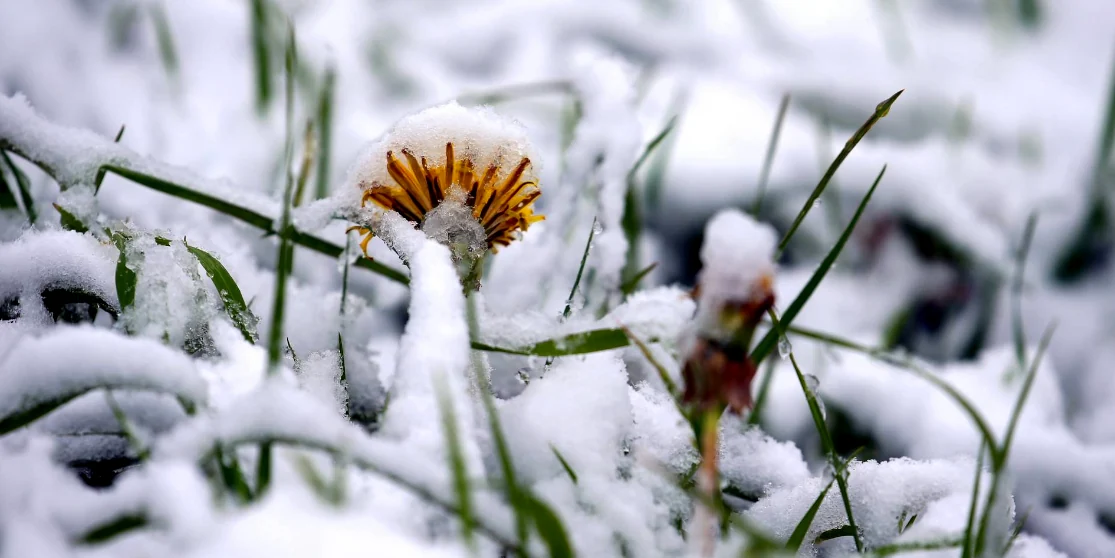 В Укргідрометцентрі повідомили, коли в Україні очікувати першого снігу В Укргідрометцентрі повідомили, коли в Україні очікувати першого снігу