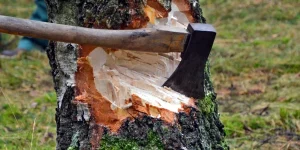 На Здолбунівщині судитимуть чоловіка за незаконну вирубку дерев у нацпарку