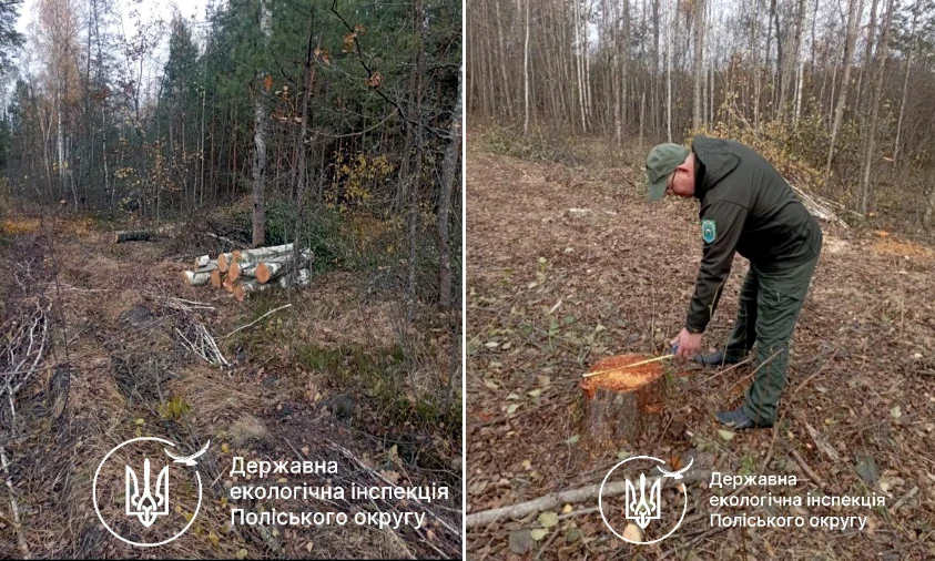 233 дерева незаконно зрубали у громаді на Рівненщині 233 дерева незаконно зрубали у громаді на Рівненщині