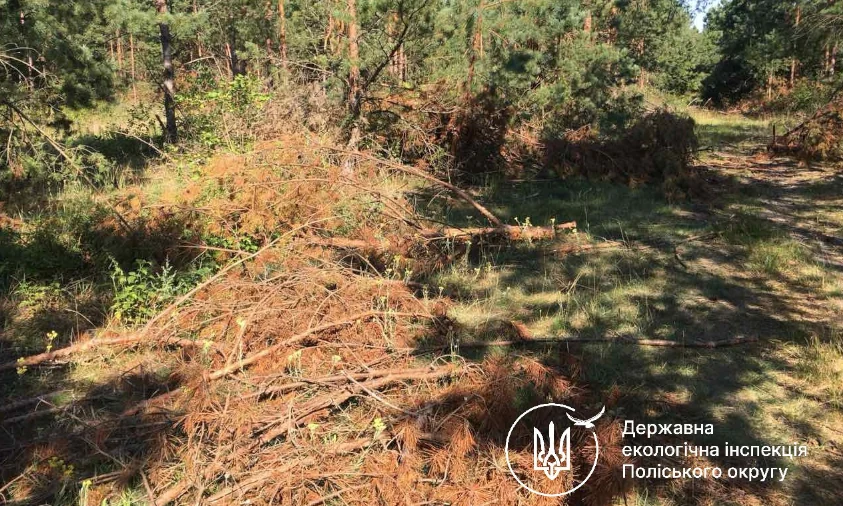 Шкоду від незаконної порубки лісу має відшкодувати Корецька міськрада