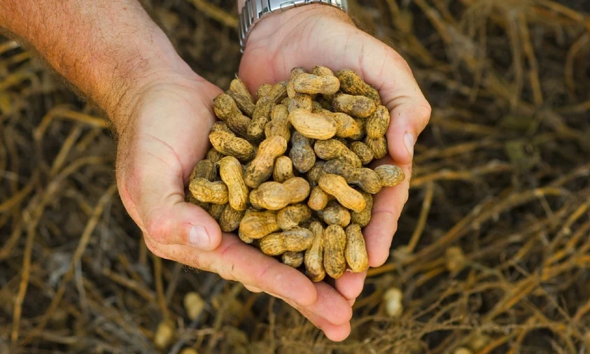 Арахіс, серед інших продуктів, покращує кишкову мікрофлору