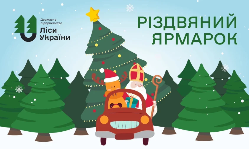 На Рівненщині й Волині виростили понад 100 000 новорічних деревець: як придбати