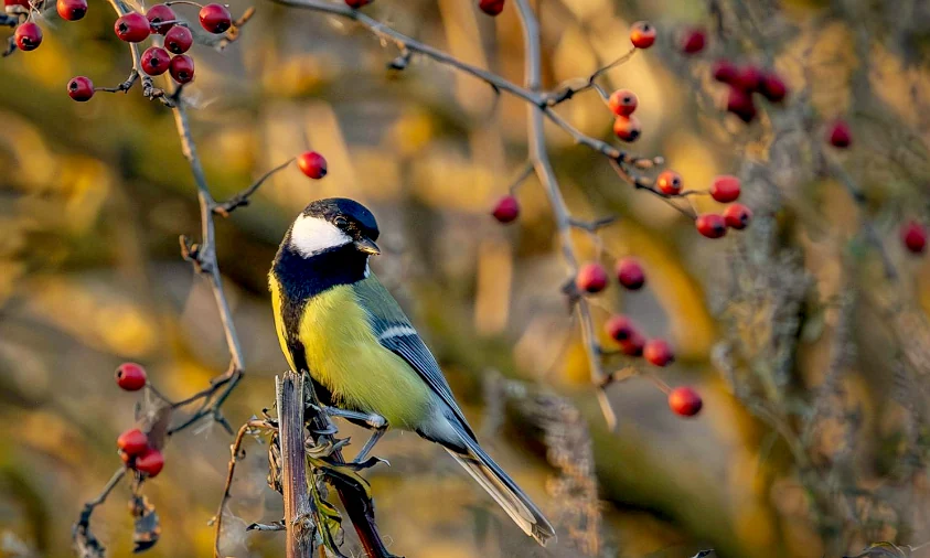 Прогноз погоди для Рівненщини на 4 грудня. Без істотних опадів, вночі та вранці слабкий туман