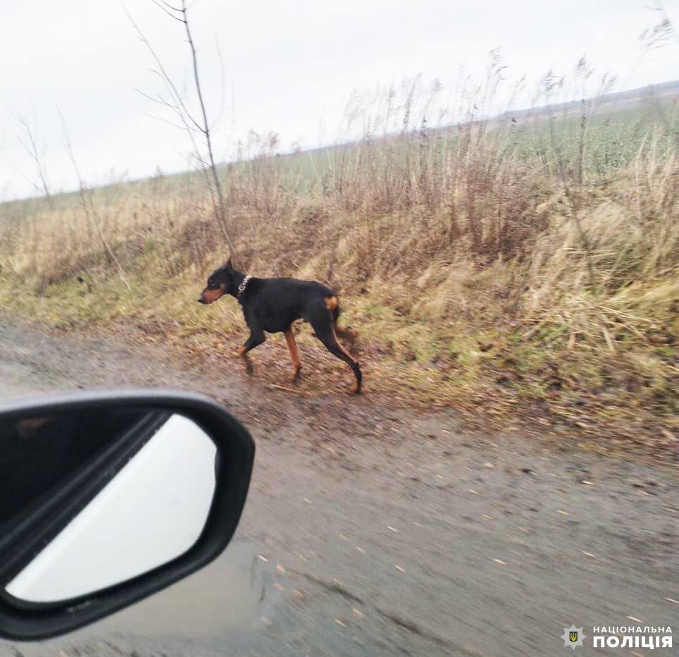 Поліцейські оперативно знайшли власника пса, що загубився - фото 1