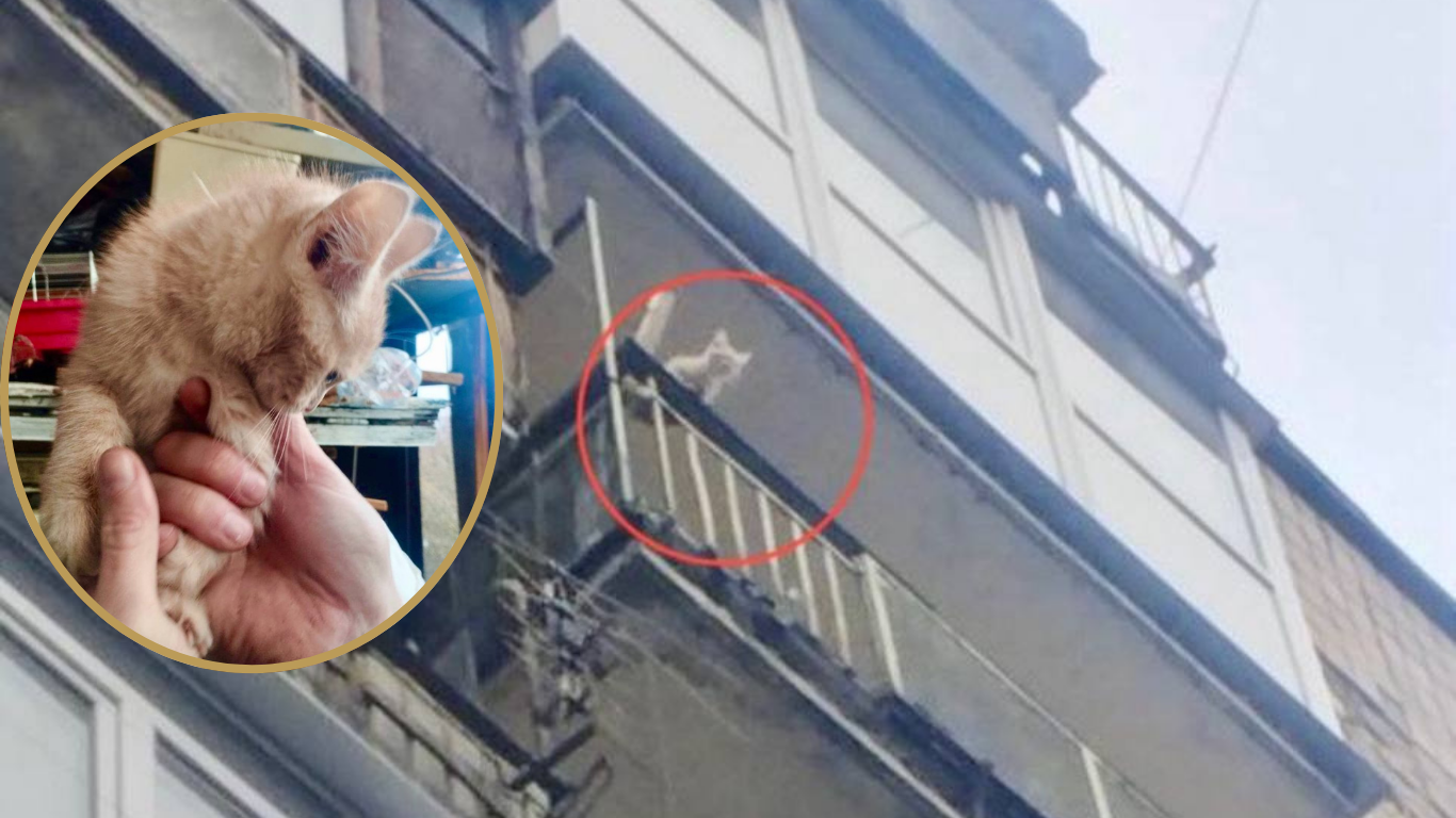 Кота з балкона багатоповерхівки у Рівному рятували патрульні