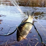 Риба у сітці.