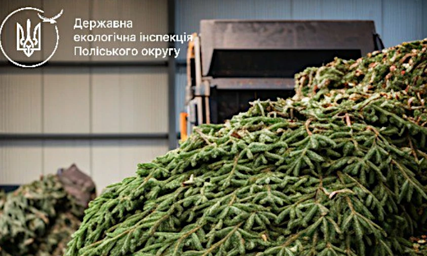 У Рівному утилізація ялинок буде з 10 по 25 січня