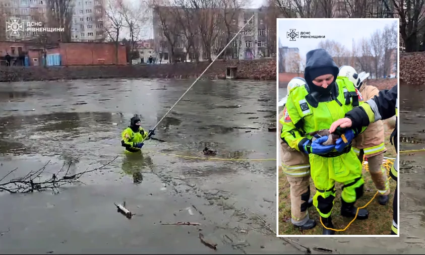 Травмованого селезня врятували у Рівному (ВІДЕО)