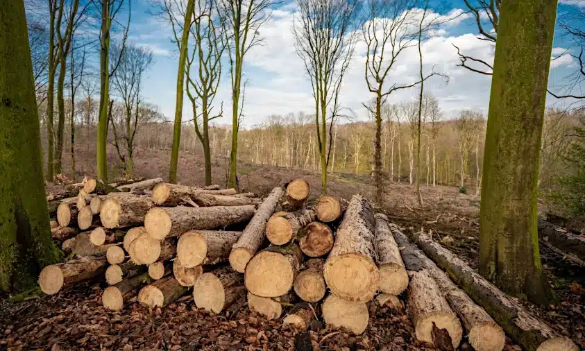 Майже 14 млн збитків має відшкодувати міськрада на Рівненщині за порубку дерев Майже 14 млн збитків має відшкодувати міськрада на Рівненщині за порубку дерев