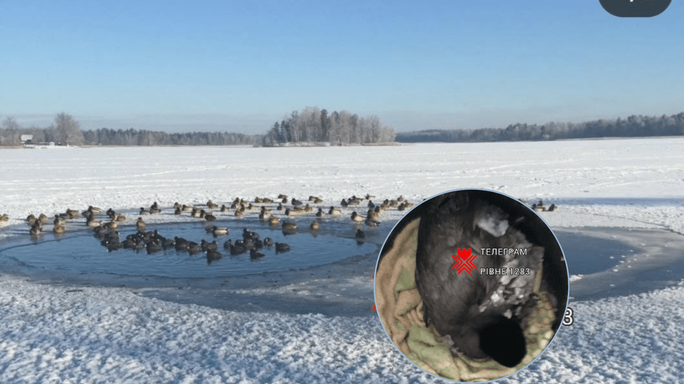Птахи замерзають на озері Рівненщини