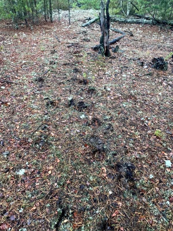 Європейського зубра побачили на Рівненщині - фото 2 Європейського зубра побачили на Рівненщині - фото 2