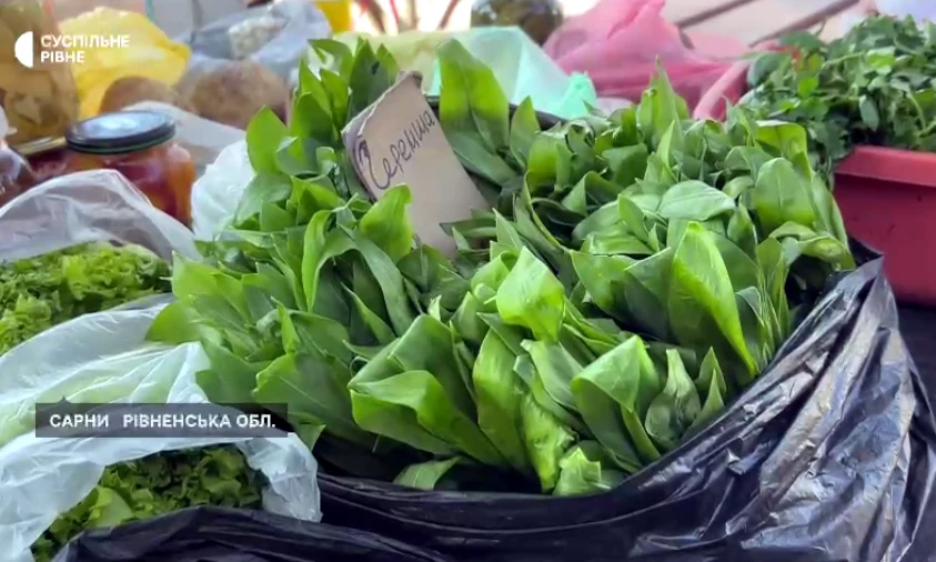 За збір і продаж черемші на Рівненщині оштрафували двох людей