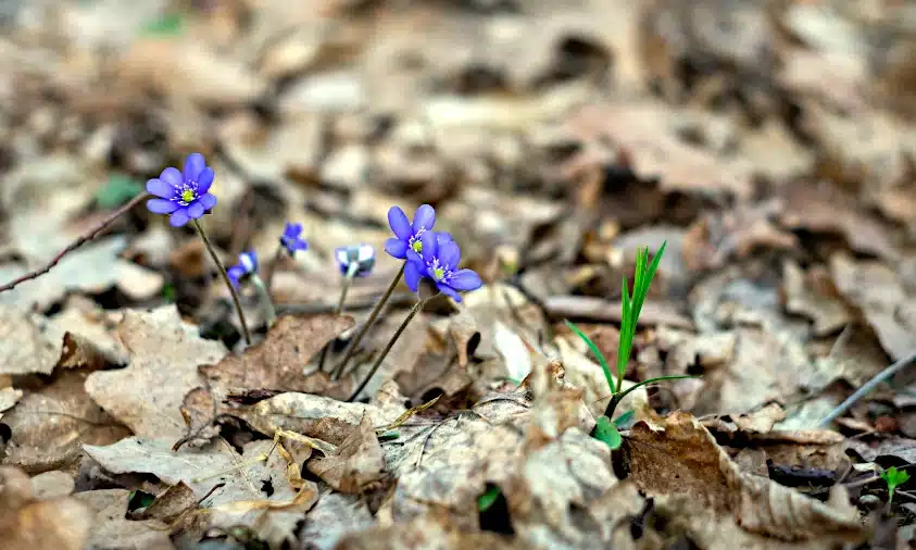 Прогноз погоди для Рівненщини на 8 березня. Мінлива хмарність і без опадів Прогноз погоди для Рівненщини на 8 березня. Мінлива хмарність і без опадів