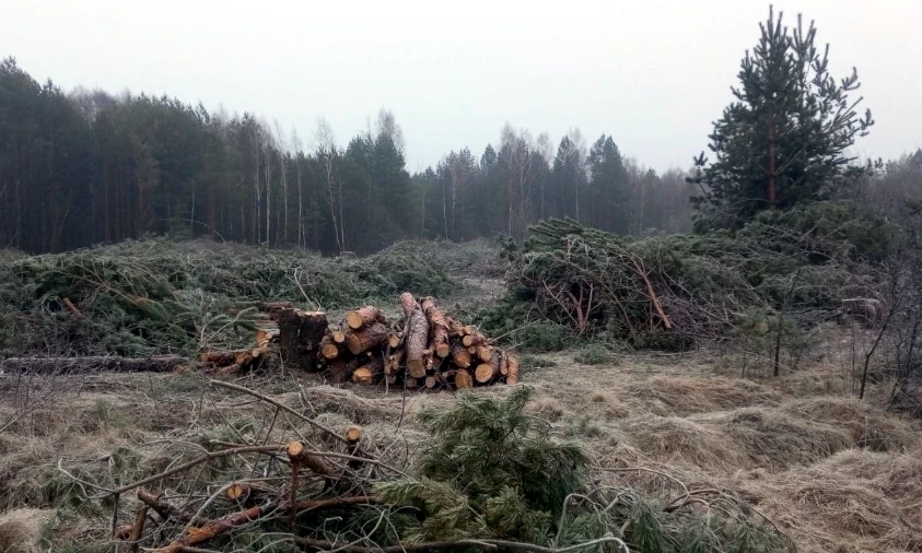 Незаконну порубку понад 1,5 тис. сосен виявили на Рівненщині