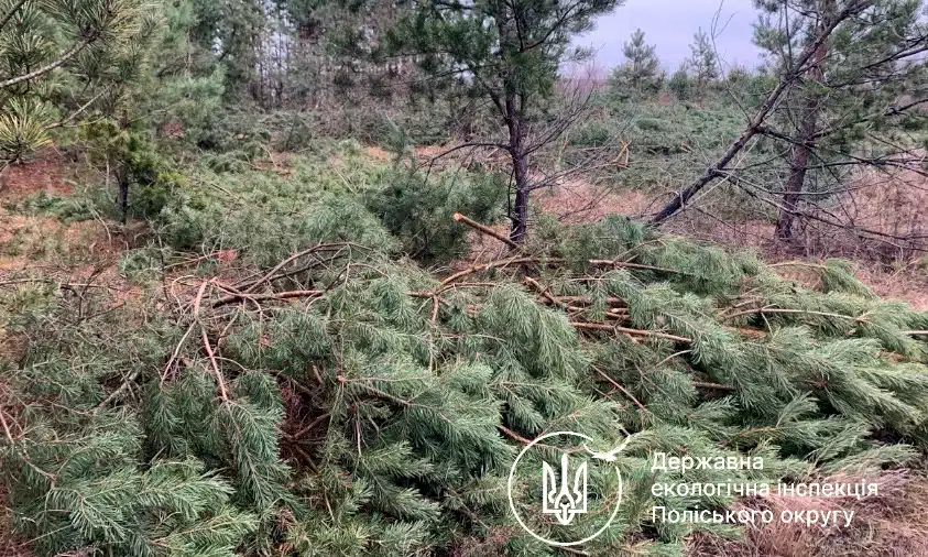 Громада на Рівненщині має сплатити понад 150 тис. грн за незаконну вирубку дерев