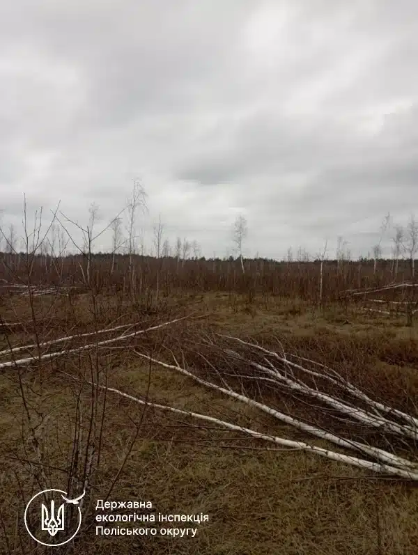 Громада на Рівненщині має сплатити понад 150 тис. грн за незаконну вирубку дерев - фото 2