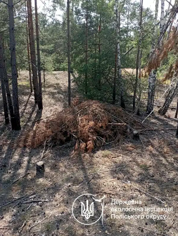 Громада на Рівненщині має сплатити понад 150 тис. грн за незаконну вирубку дерев - фото 1