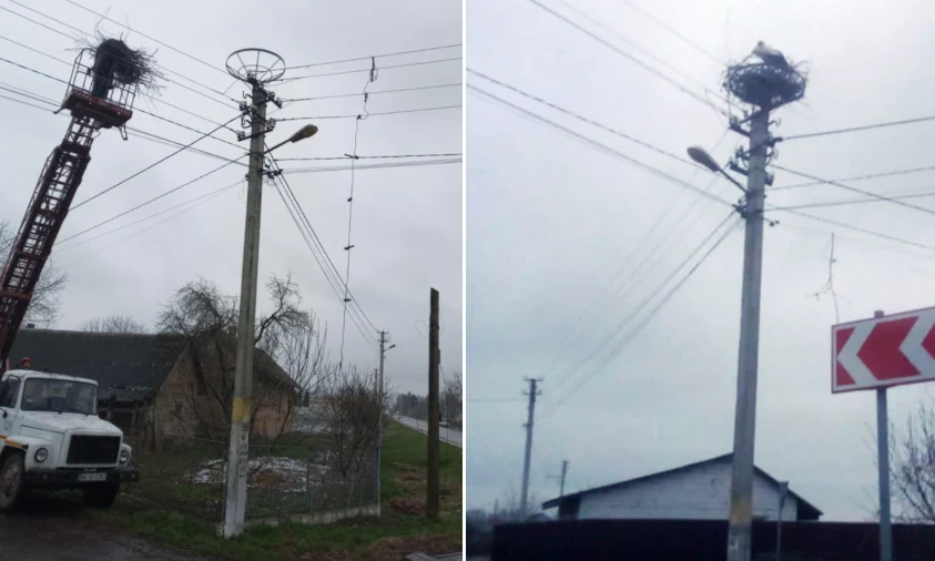 На Рівненщині енергетики повернули лелекам дім