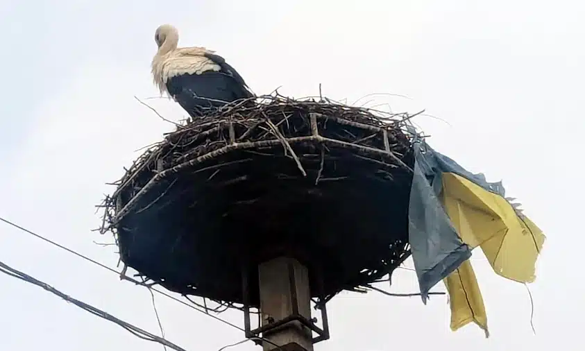 Прапор у дзьобі: як лелека з Перечина нагадав усім, що таке справжня любов до Батьківщини Прапор у дзьобі: як лелека з Перечина нагадав усім, що таке справжня любов до Батьківщини