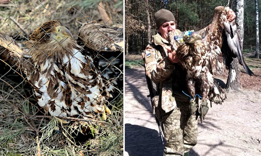 Червонокнижного крилатого велетня врятували прикордонники Рівненщини