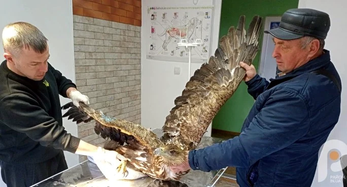 Червонокнижного крилатого велетня врятували прикордонники Рівненщини - фото 1