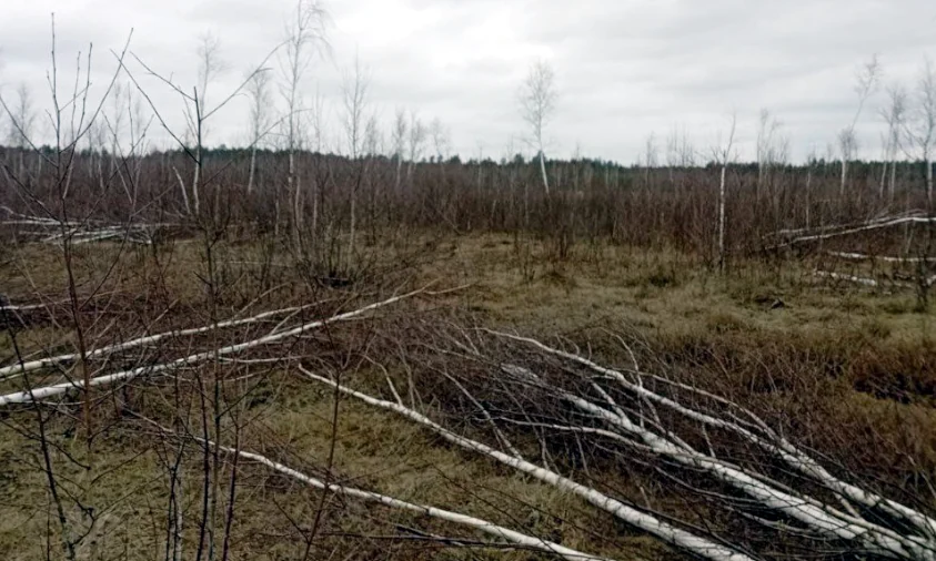 За незаконну вирубку дерев громада на Рівненщині відшкодувала збитки