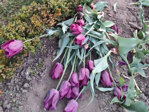 У Рівному камери зафіксували чергову крадіжку квітів з клумб (ВІДЕО)