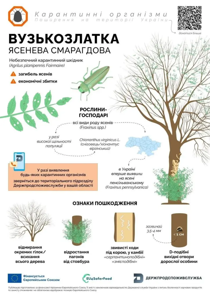 Небезпечний карантинний шкідник: вузькозлатка ясенева смарагдова - фото 4