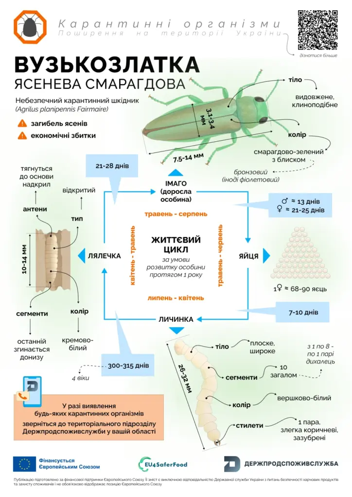Небезпечний карантинний шкідник: вузькозлатка ясенева смарагдова - фото 5