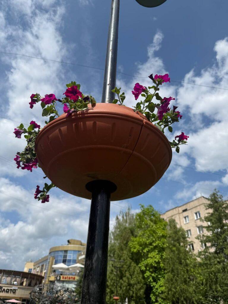 У Рівному на стовпах розмістили квіти в термочашах - фото 2
