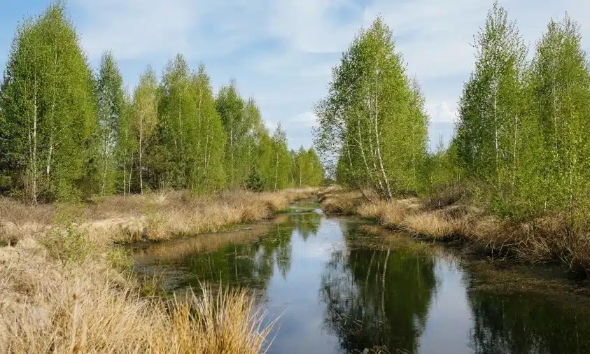 На Рівненщині відновлюють болота, осушені у XX столітті (ФОТО)