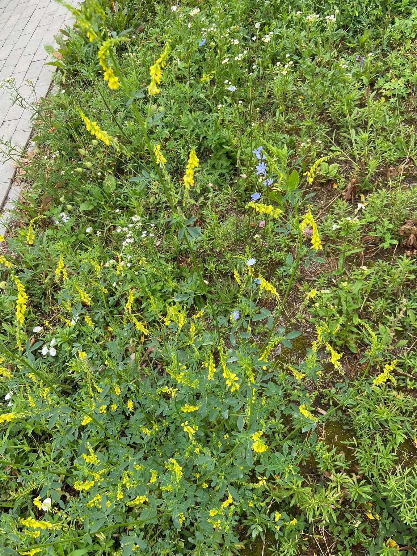 Буркун – від народної пісні до домашньої аптечки