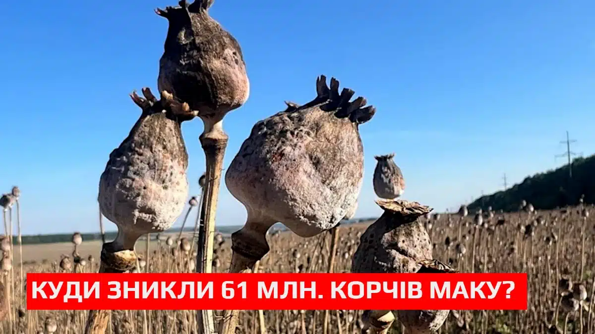 Фермера з найбільшого макового господарства України тримають під вартою: з полів зник 61 мільйон рослин