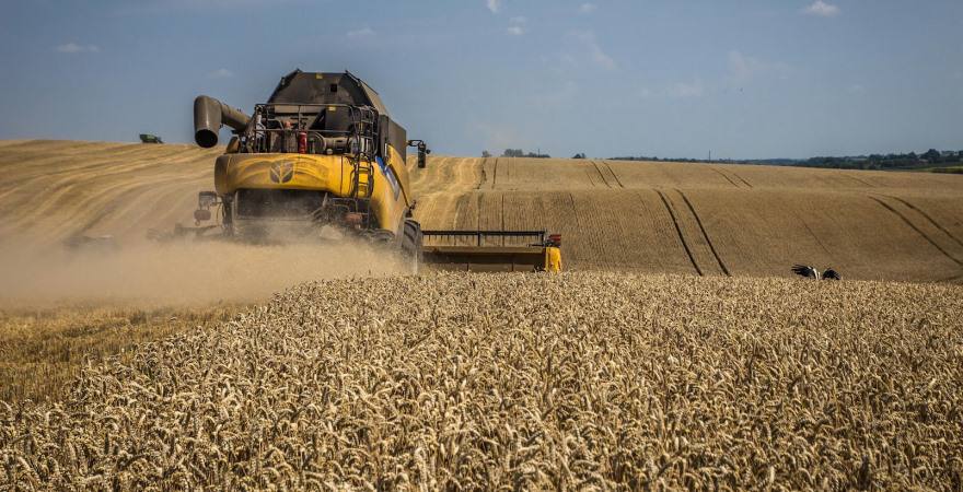 Жнива-2025 стартували на Рівненщині: вже зібрали майже половину ячменю
