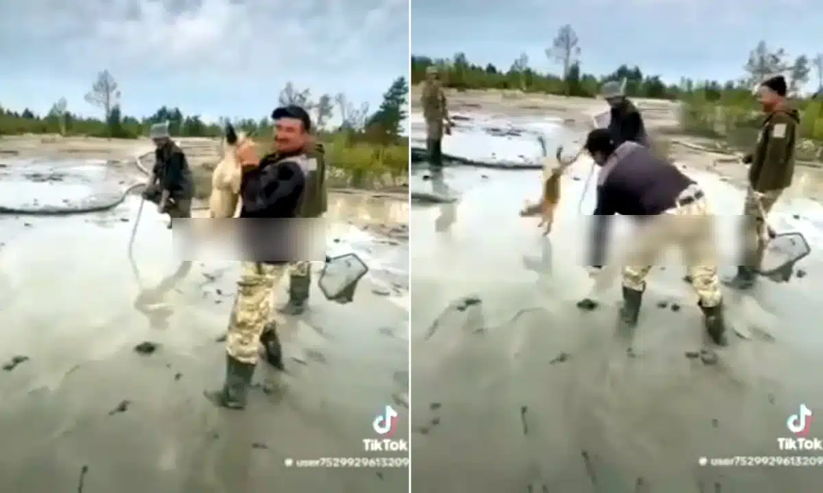 На Рівненщині відкрито кримінальне провадження за жорстоке поводження з твариною