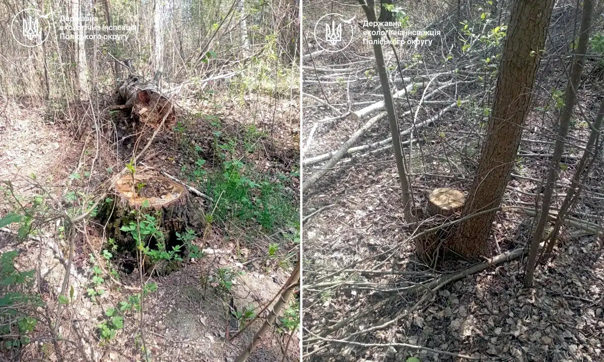 Малинська сільська рада відшкодувала понад 157 тис. грн збитків за незаконну вирубку лісу