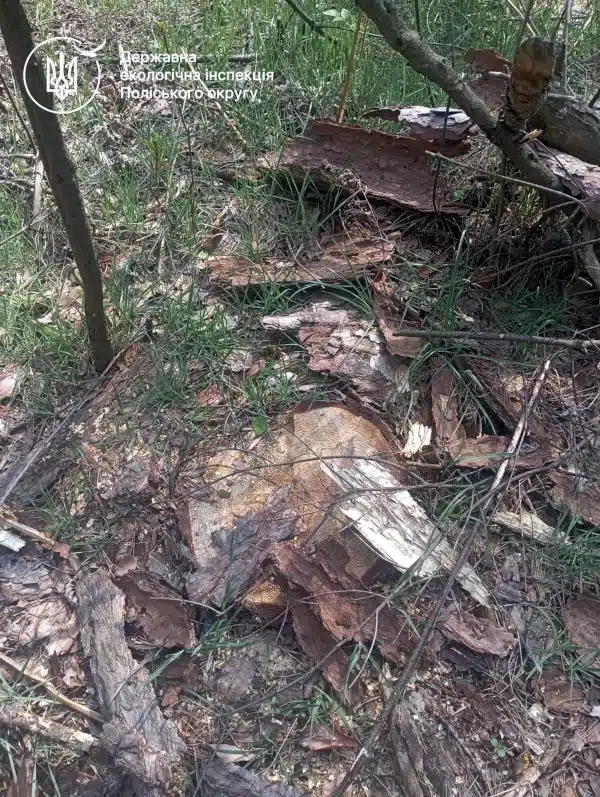 Малинська сільська рада відшкодувала понад 157 тис. грн збитків за незаконну вирубку лісу - фото 1