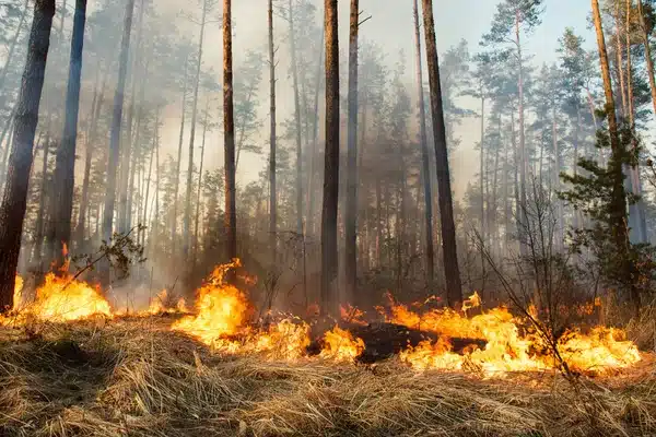 Лісові пожежі на Волині та Рівненщині виникли через падіння шахедів