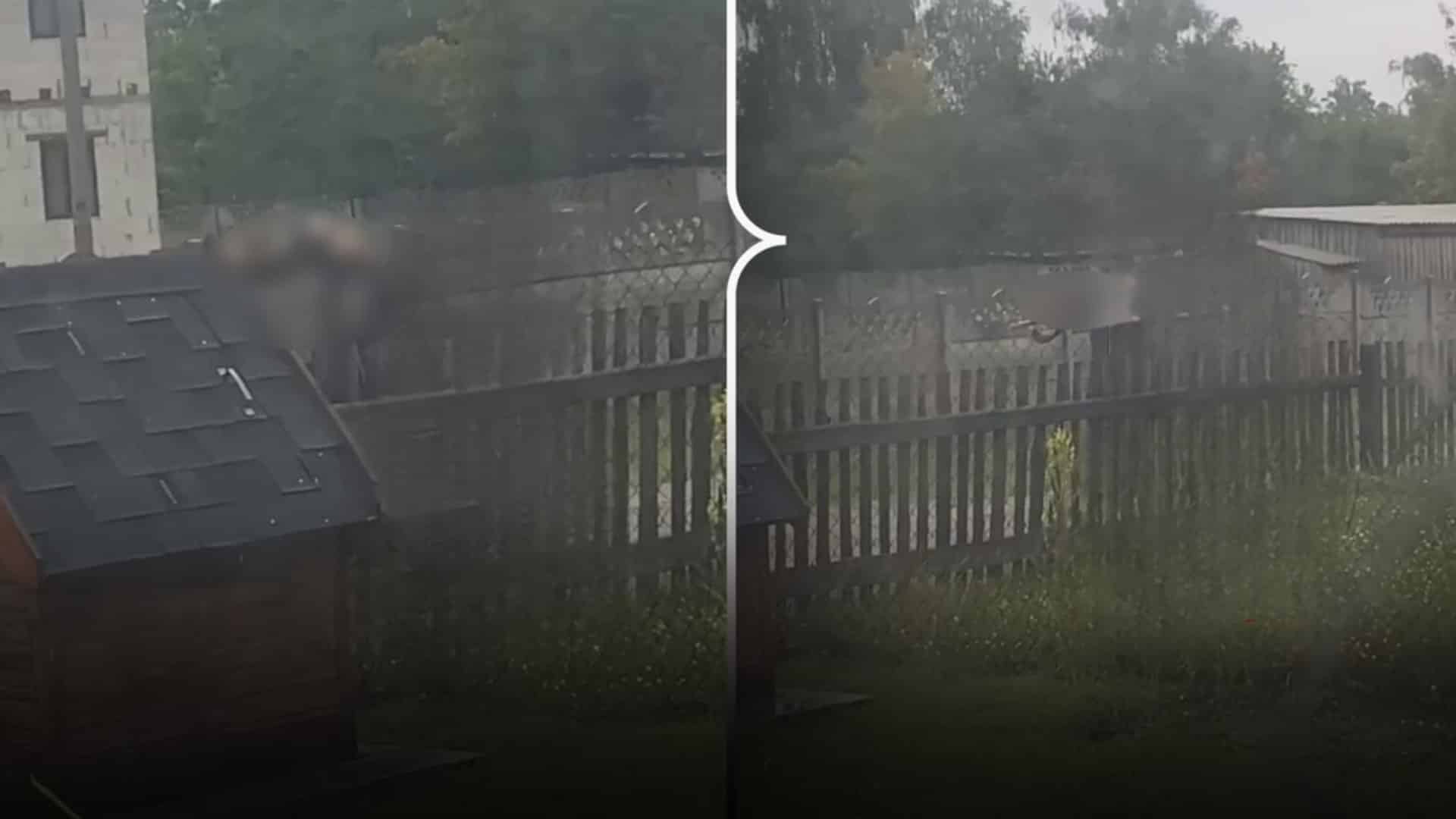 Чоловік заколов собаку вилами на Рівненщині
