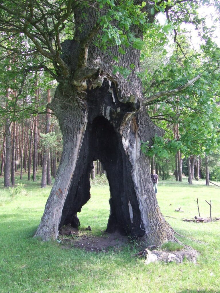 дуб