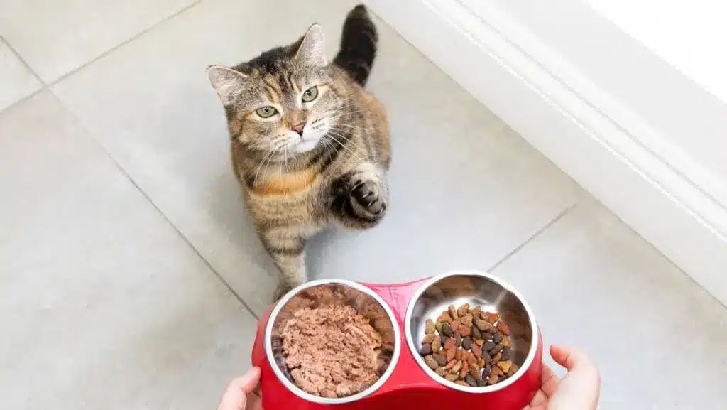Вибір корму для котів