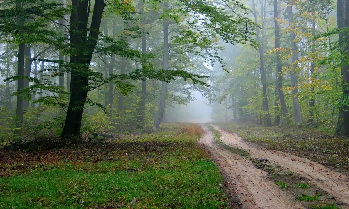 Прогноз погоди для Рівненщини на 8 вересня. Без опадів. Вночі та вранці слабкий туман