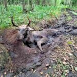 Спільними зусиллями врятували лося на Рівненщині