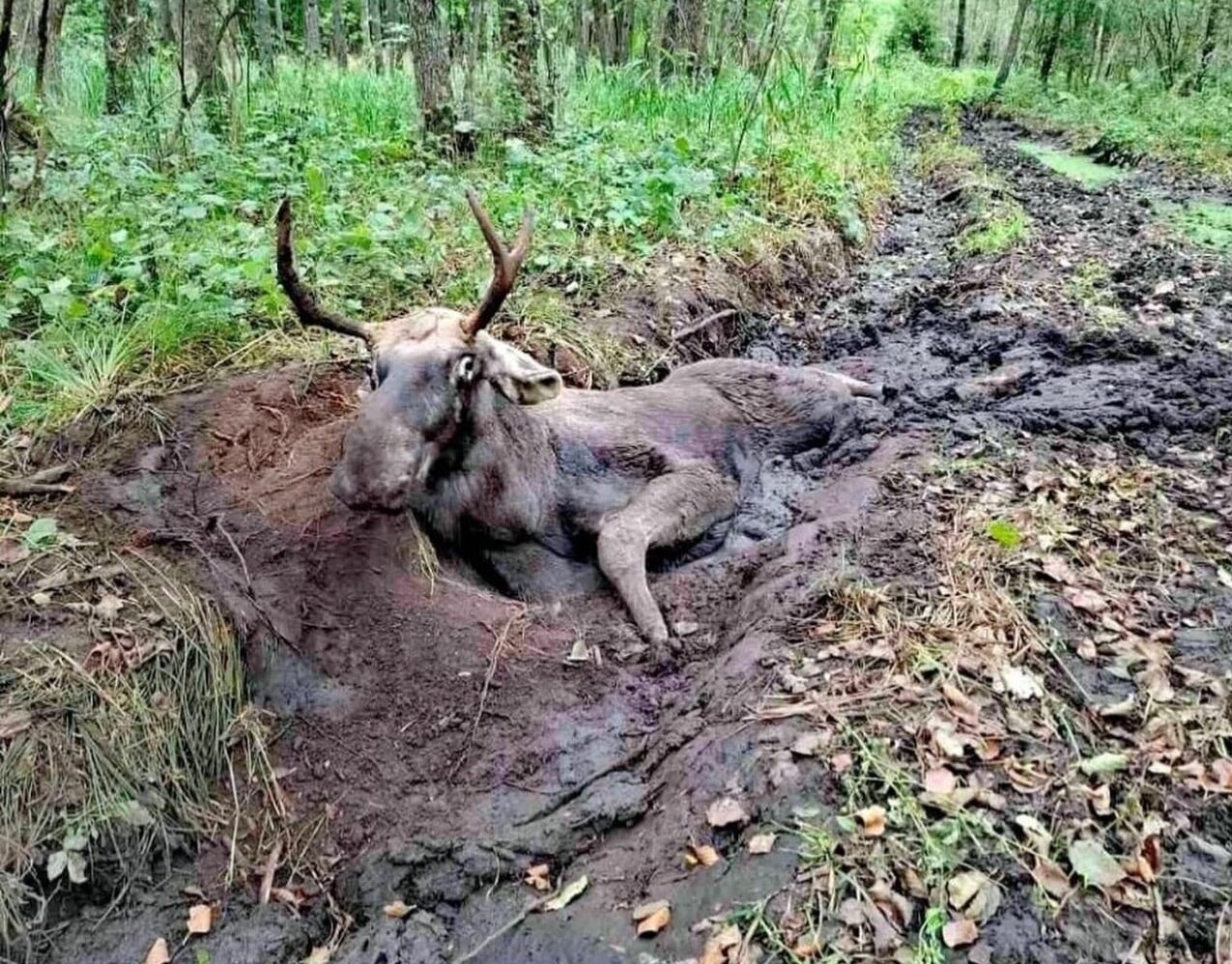 Спільними зусиллями врятували лося на Рівненщині