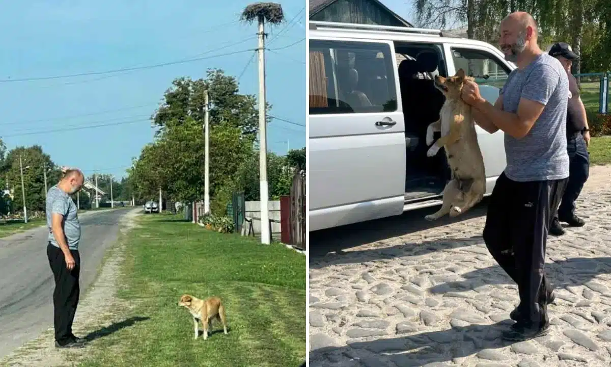 В Радивилівській громаді продовжується відлов безпритульних собак для стерилізації