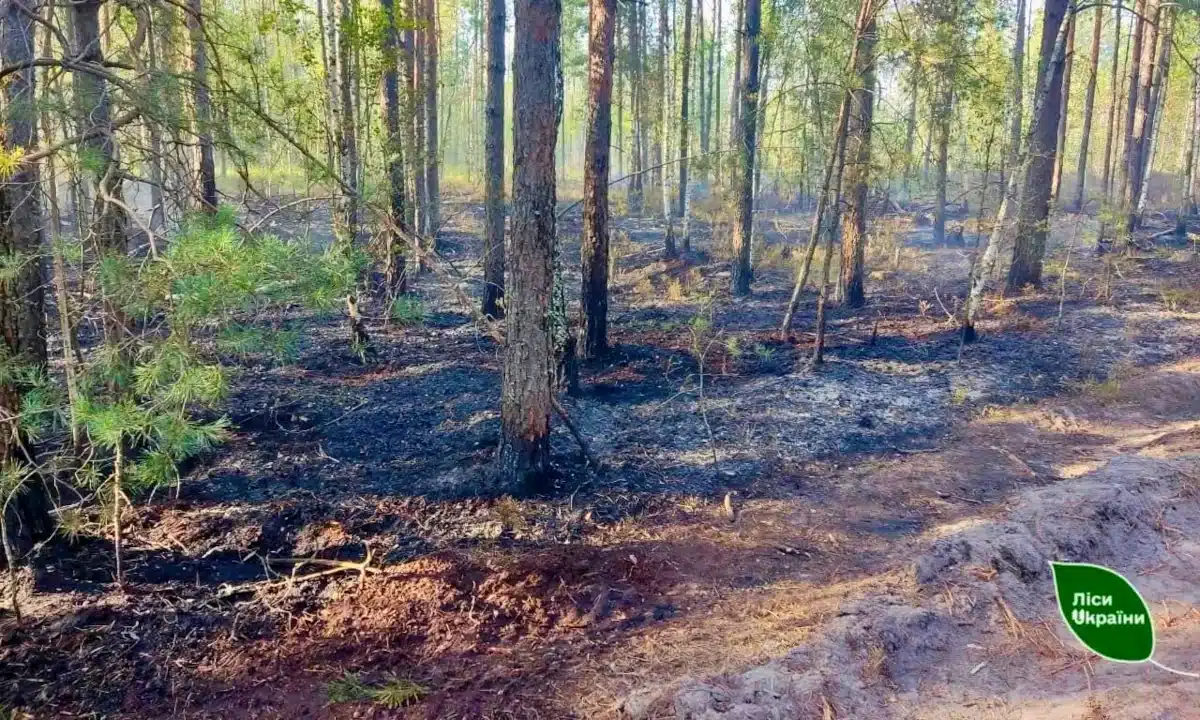 На Рівненщині затримали чоловіка за підозрою в умисному підпалі лісу