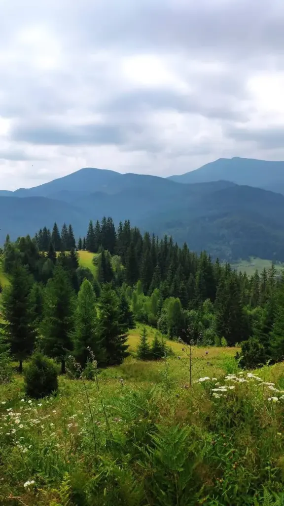vidpochynok-u-karpatakh-03
