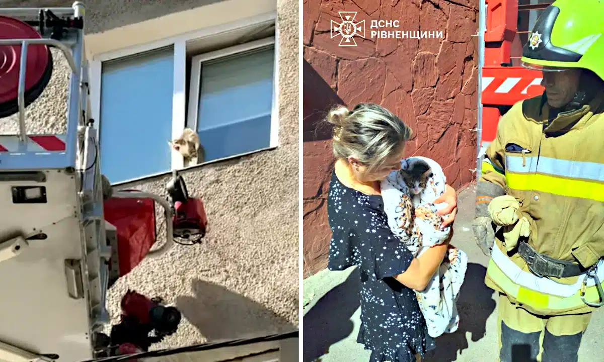 У Рівному рятувальники зняли кота з вікна багатоповерхівки (ВІДЕО)