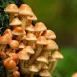 Прогноз погоди для Рівненщини на 1 листопада. Без опадів, вночі та вранці слабкий туман Гриби Фламуліна ростуть на стовбурі дерева.