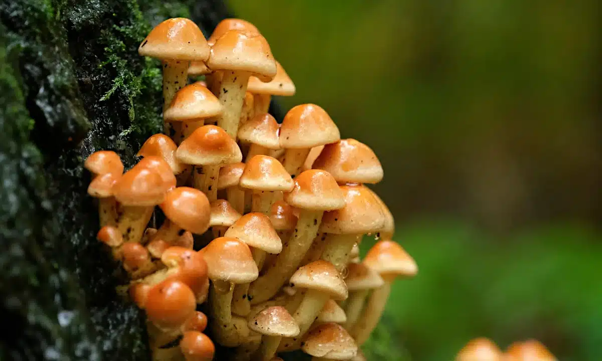 Прогноз погоди для Рівненщини на 1 листопада. Без опадів, вночі та вранці слабкий туман Гриби Фламуліна ростуть на стовбурі дерева.